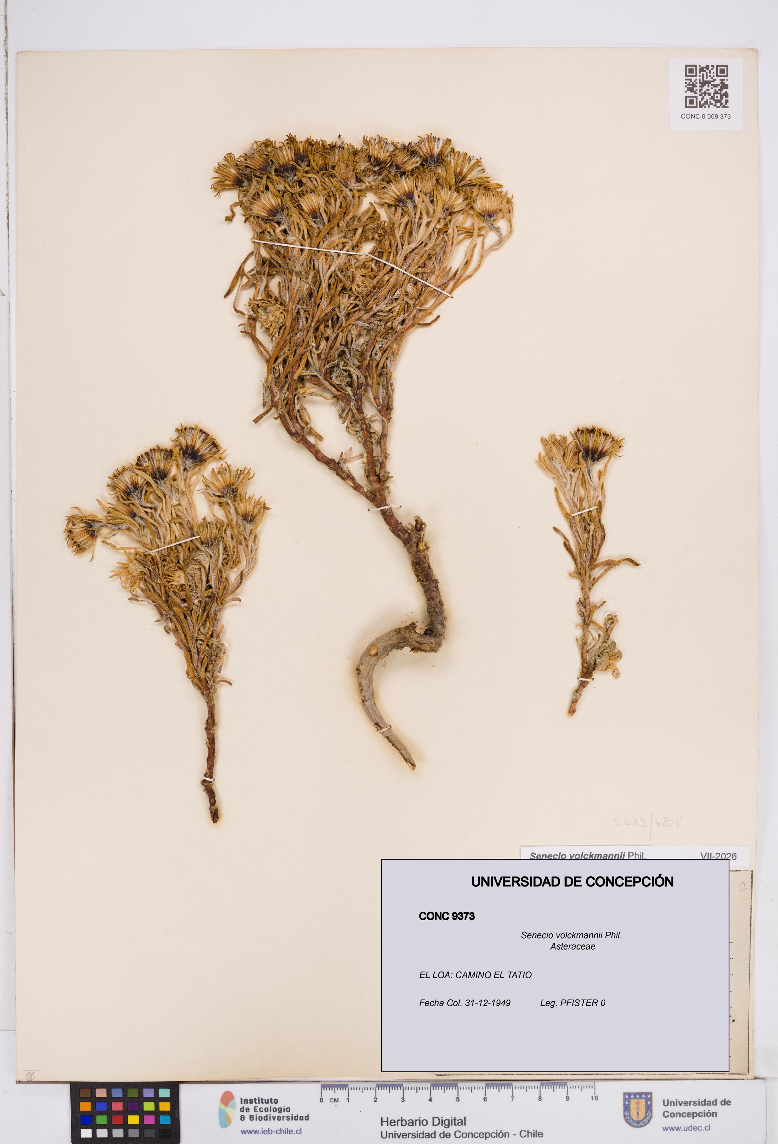 Senecio volckmannii [Espécimen: ]