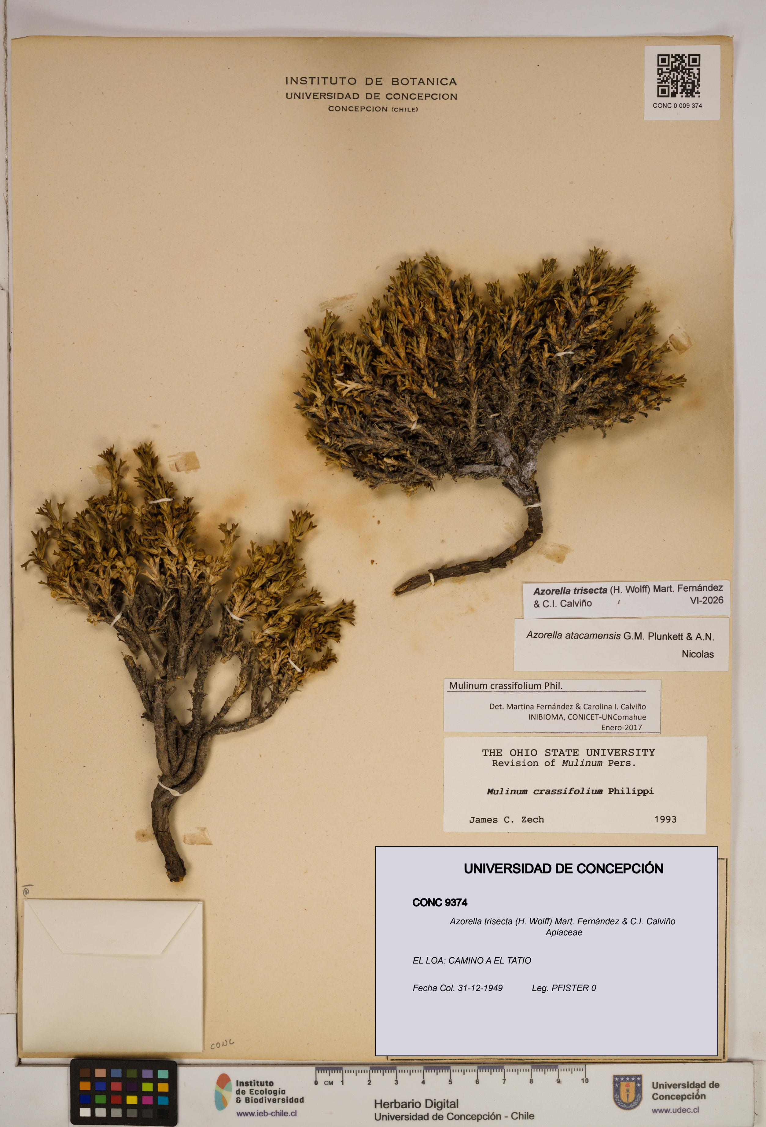 Azorella trisecta [Espécimen: ]