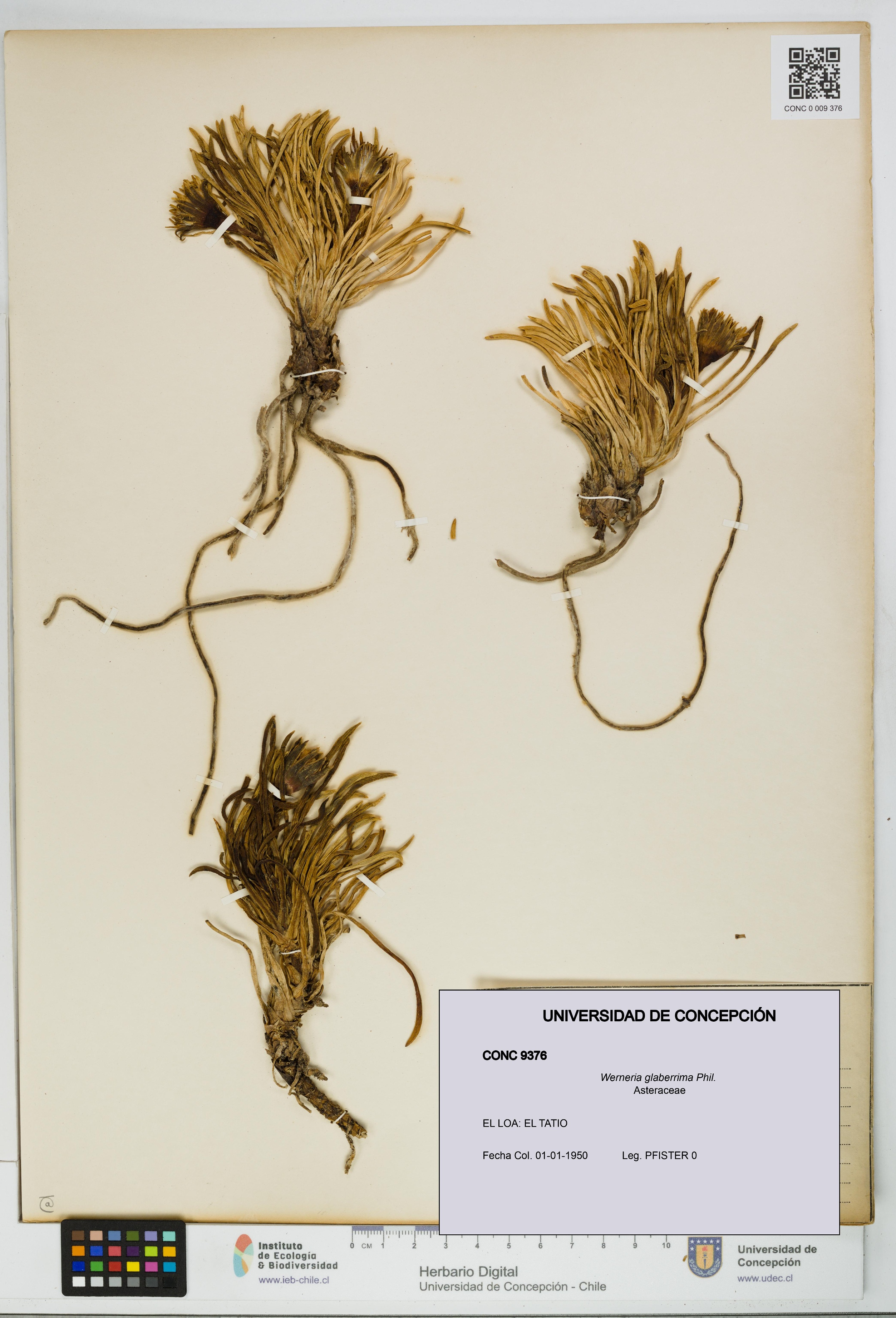 Werneria glaberrima [Espécimen: UDEC:CONC:0009376]
