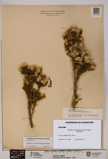 Baccharis tola [Espécimen: UDEC:CONC:0009384]