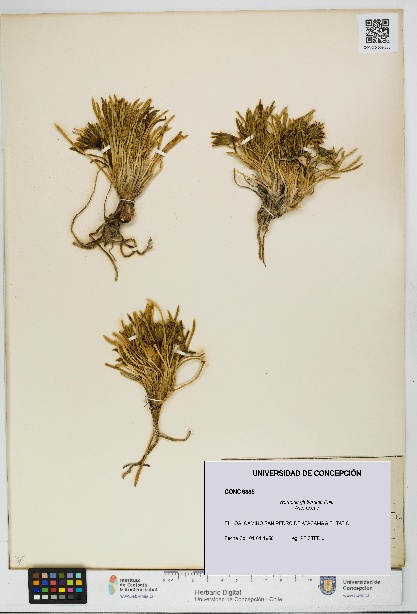 Werneria glaberrima [Espécimen: UDEC:CONC:0009385]