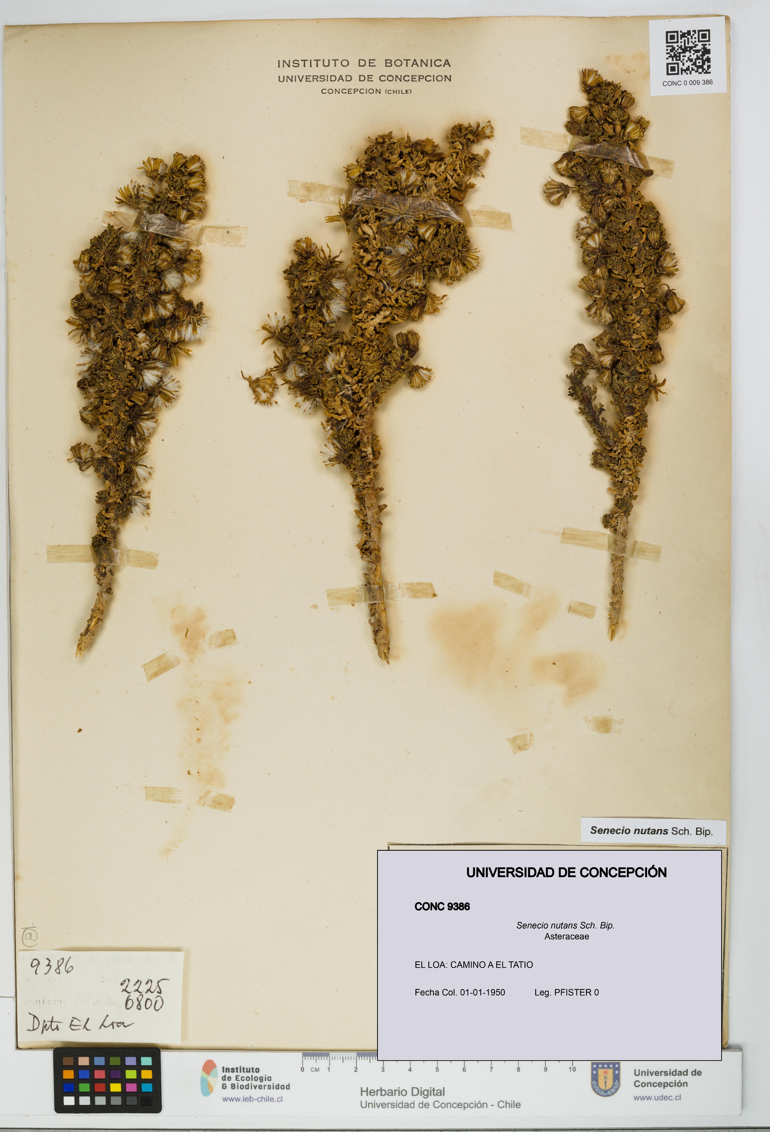 Senecio nutans [Espécimen: UDEC:CONC:0009386]