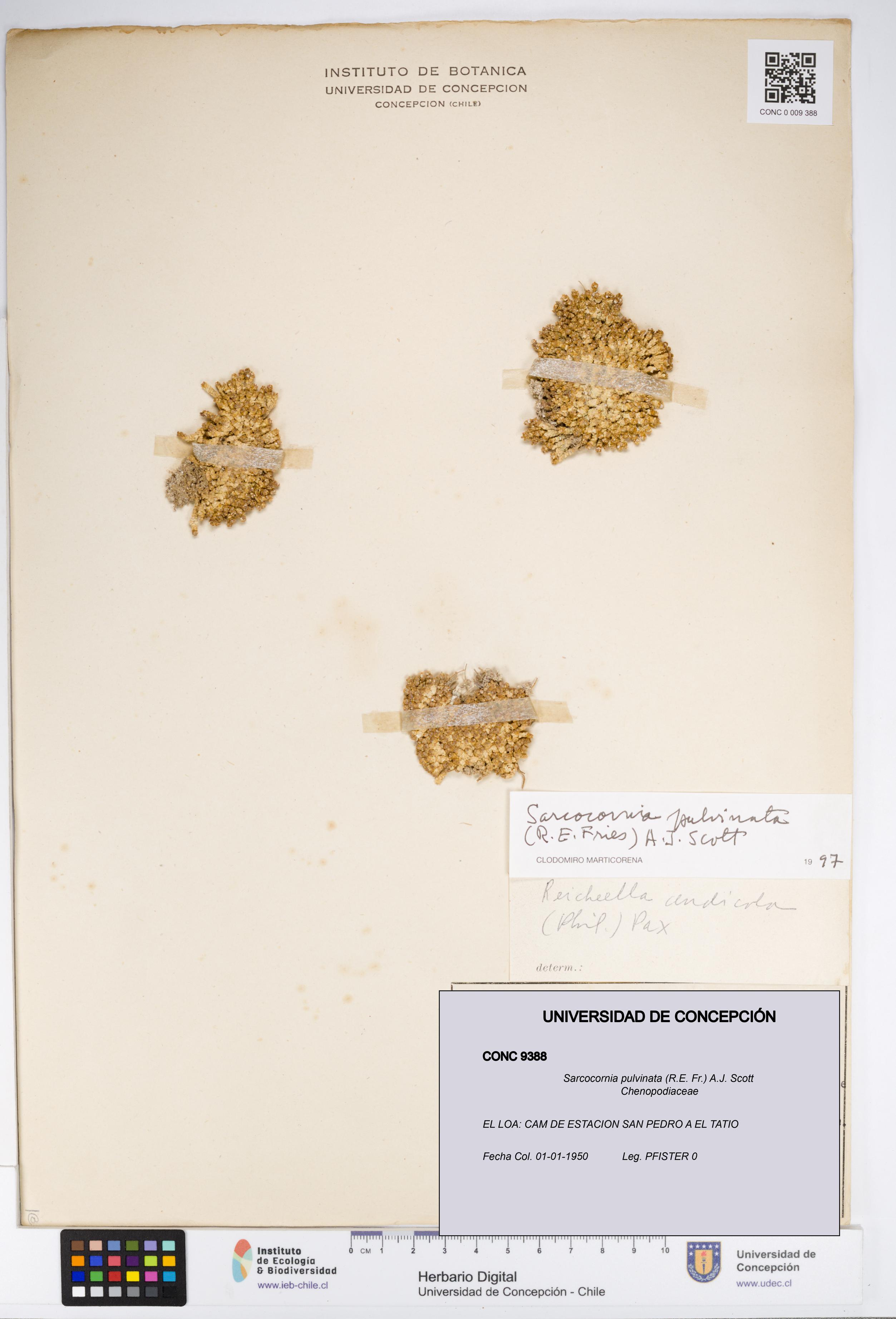 Sarcocornia pulvinata [Espécimen: UDEC:CONC:0009388]