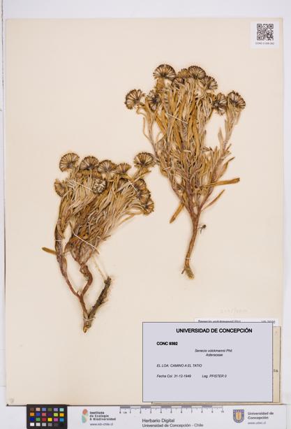Senecio volckmannii [Espécimen: ]