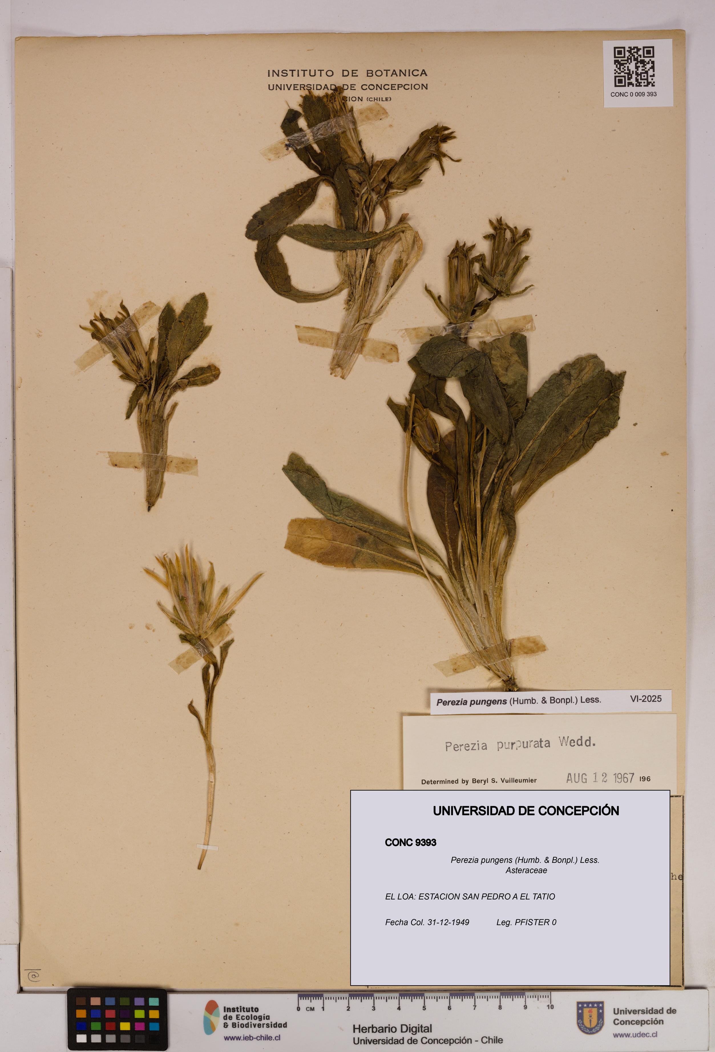 Perezia pungens [Espécimen: UDEC:CONC:0009393]