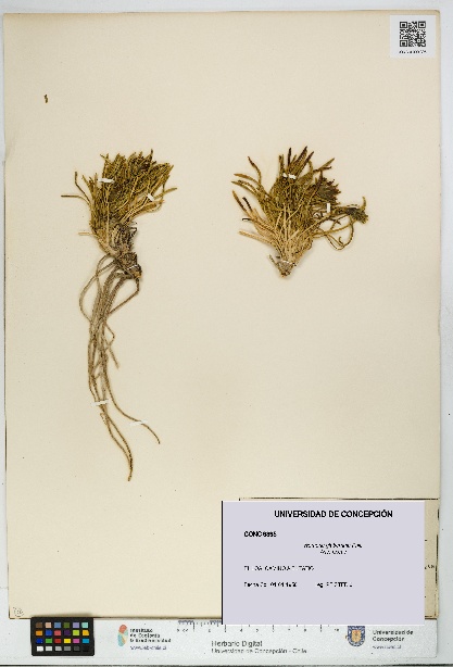 Werneria glaberrima [Espécimen: UDEC:CONC:0009395]