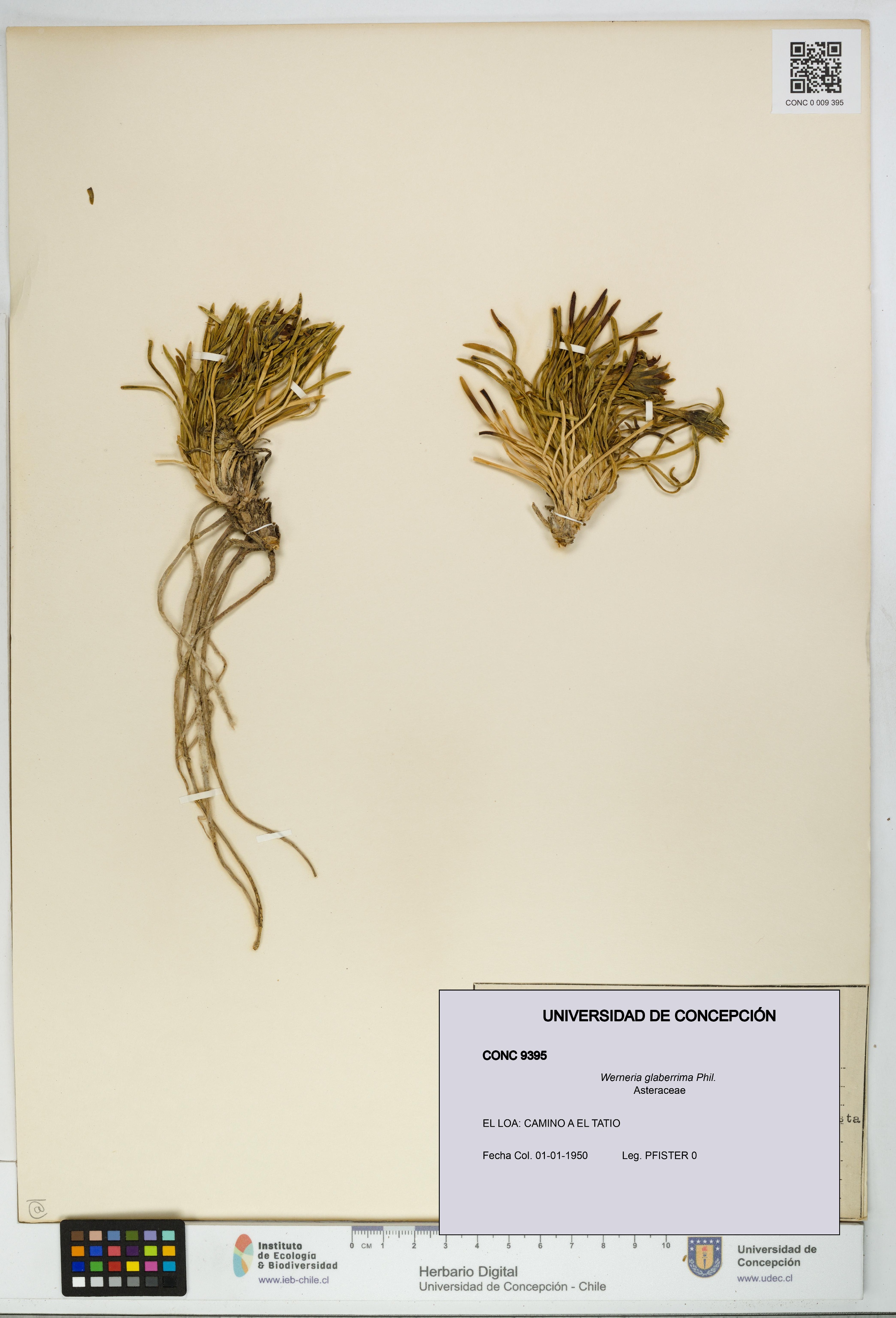 Werneria glaberrima [Espécimen: UDEC:CONC:0009395]
