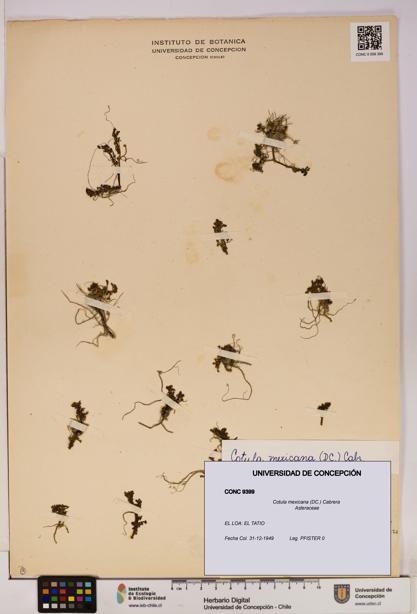 Cotula mexicana [Espécimen: UDEC:CONC:0009399]