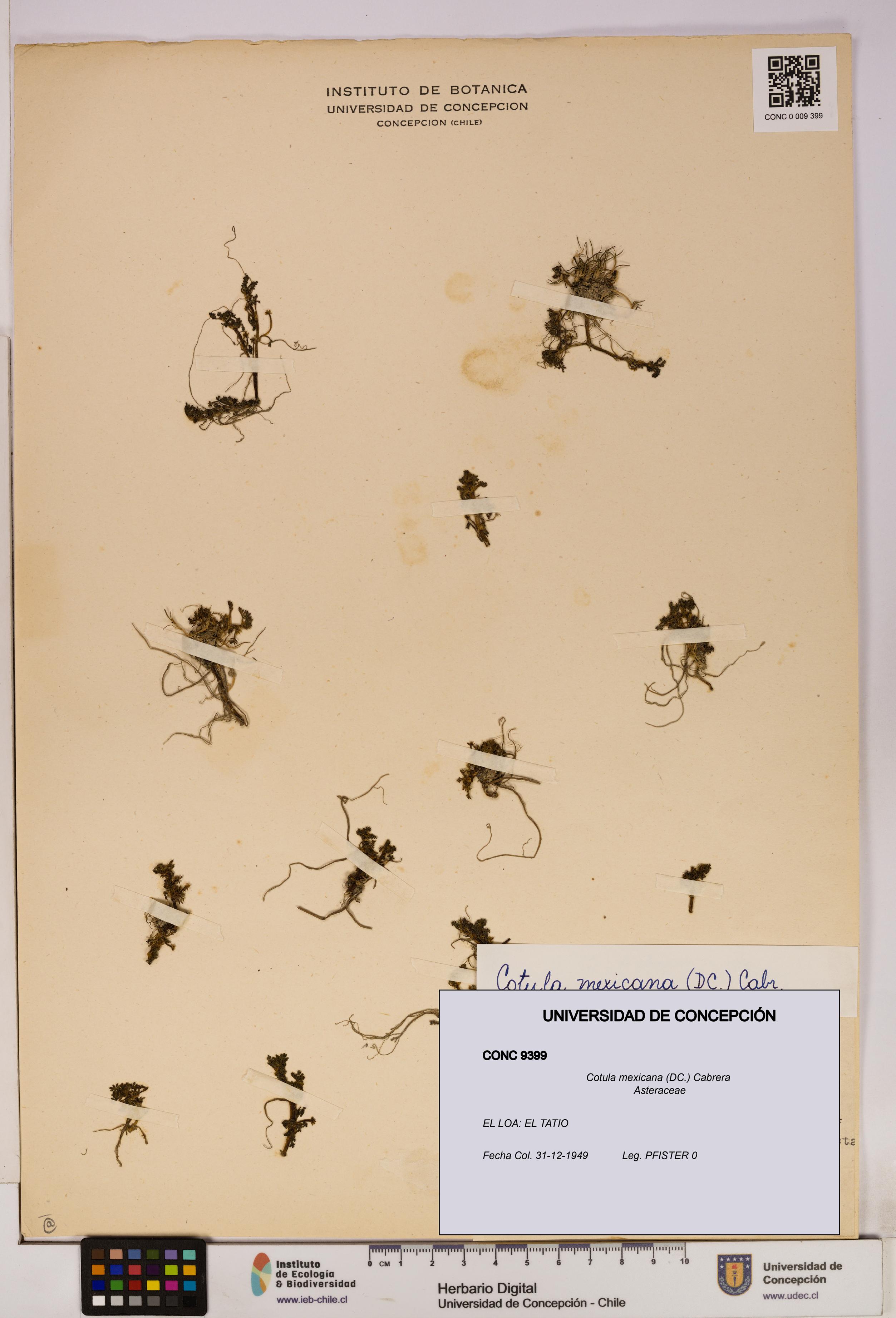 Cotula mexicana [Espécimen: UDEC:CONC:0009399]
