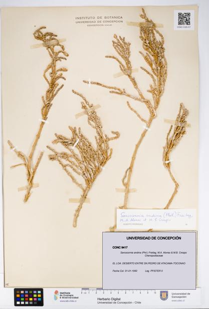 Sarcocornia andina [Espécimen: UDEC:CONC:0009417]