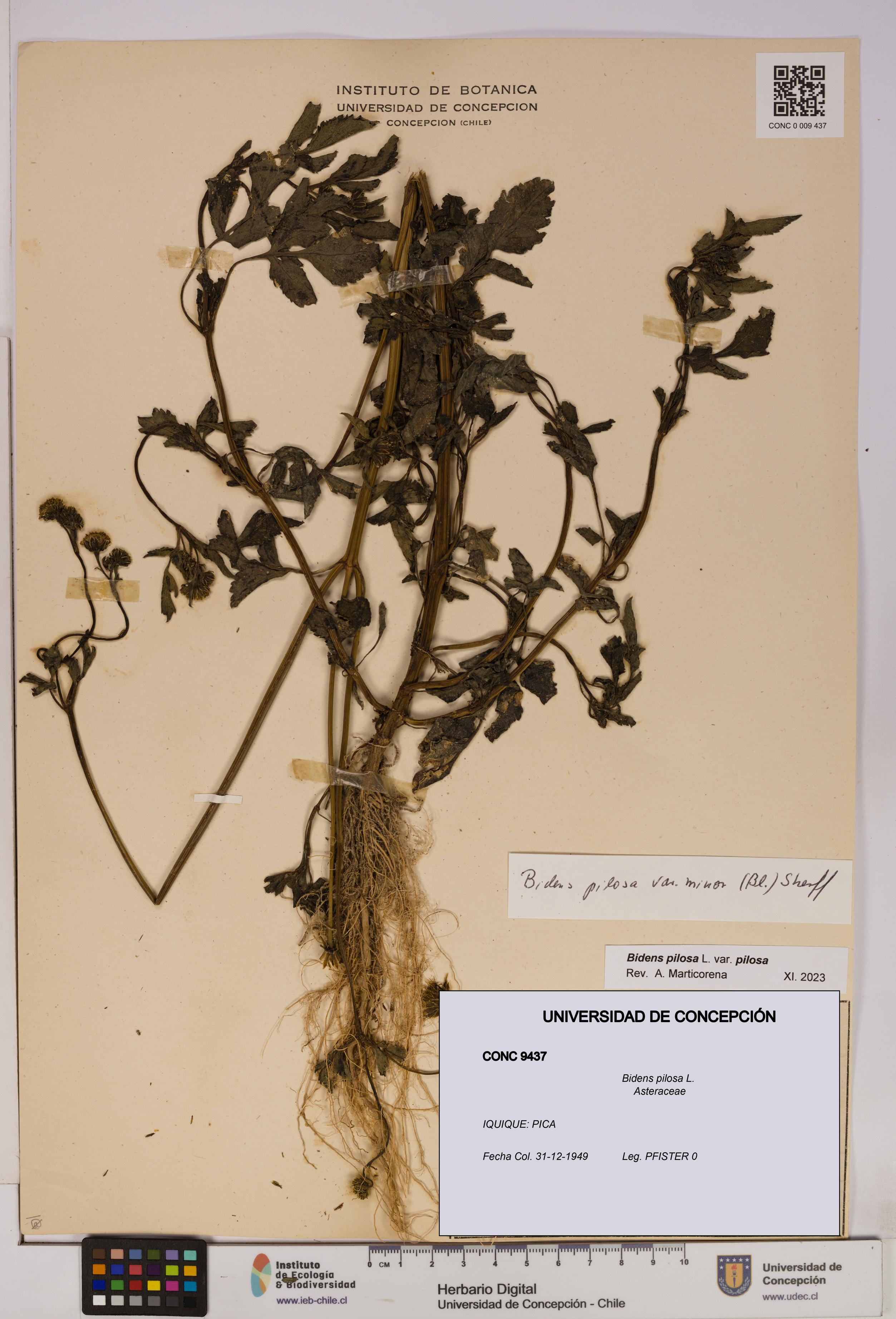 Bidens pilosa [Espécimen: UDEC:CONC:0009437]