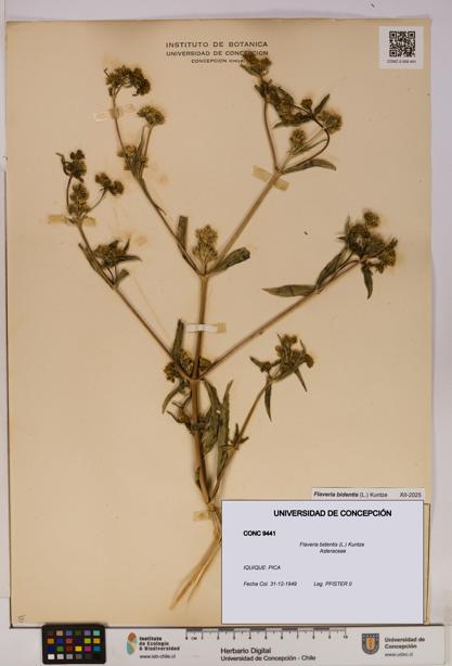 Flaveria bidentis [Espécimen: UDEC:CONC:0009441]