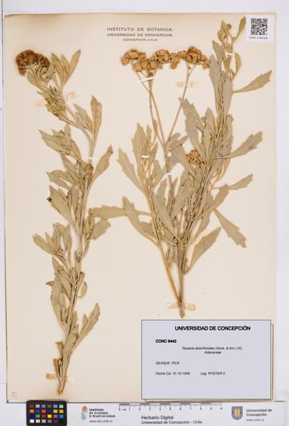 Tessaria absinthioides [Espécimen: ]