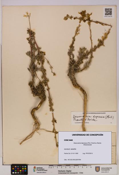 Descurainia depressa [Espécimen: UDEC:CONC:0009448]