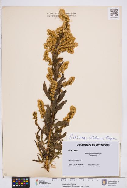 Solidago chilensis [Espécimen: ]