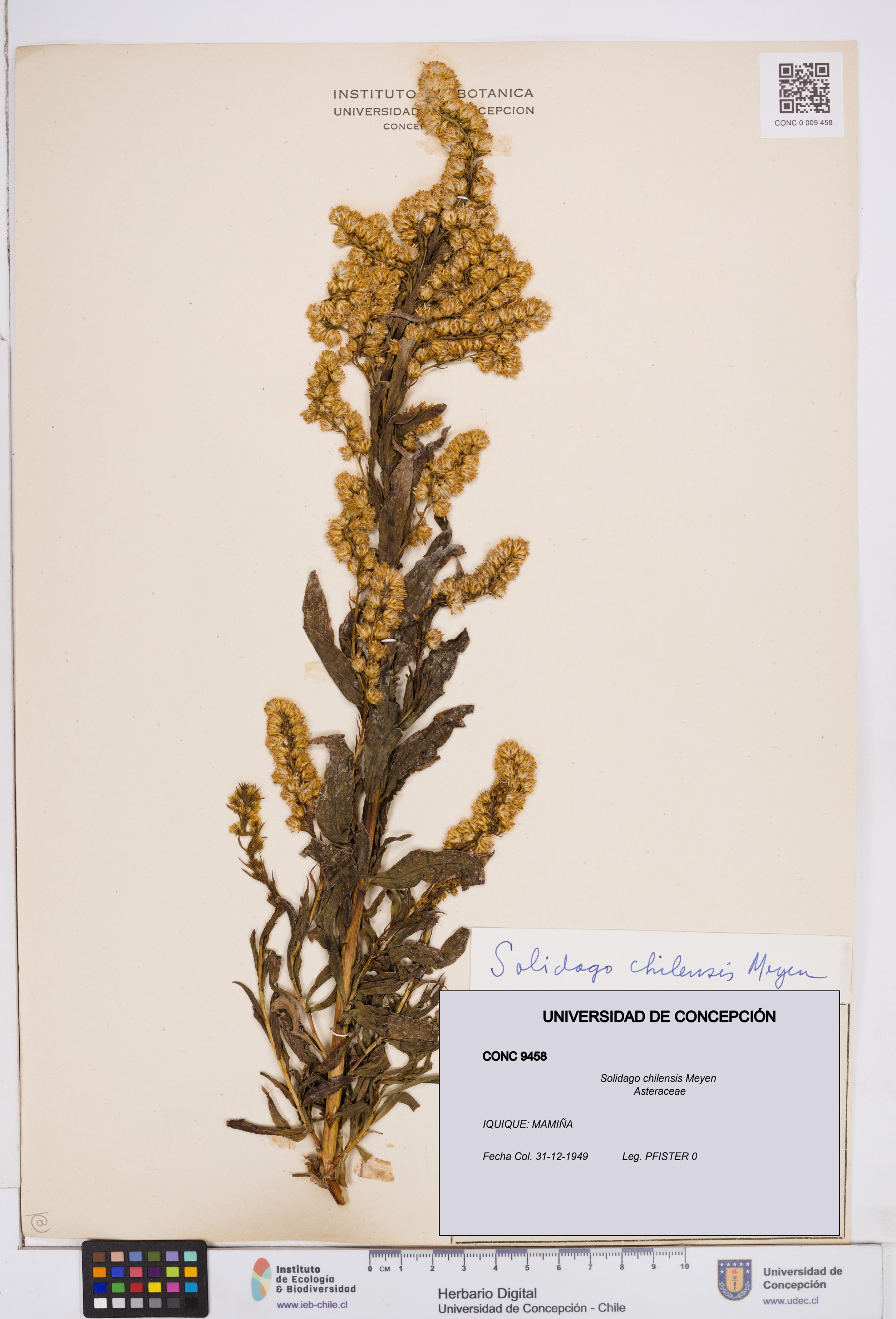Solidago chilensis [Espécimen: ]