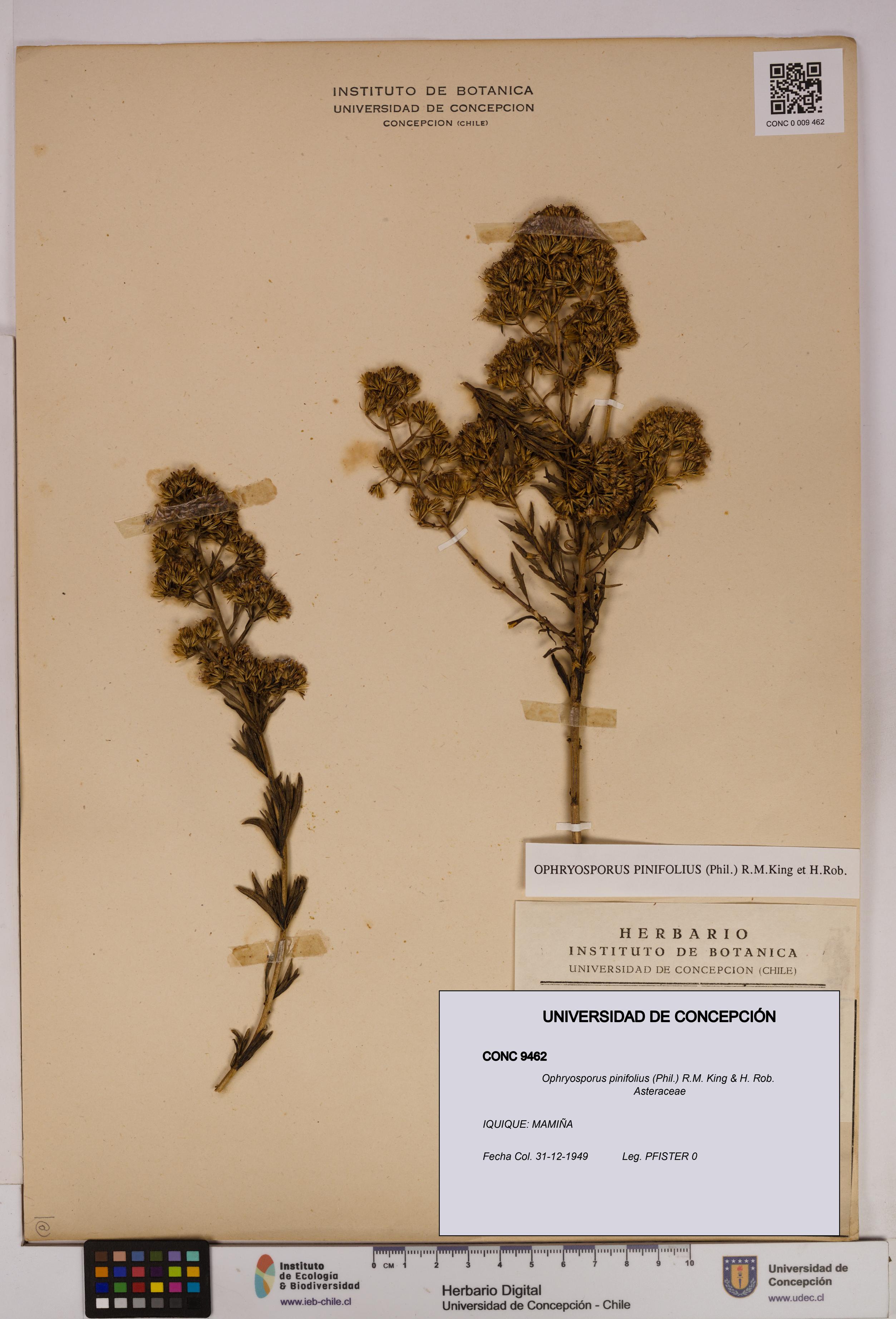 Ophryosporus pinifolius [Espécimen: UDEC:CONC:0009462]