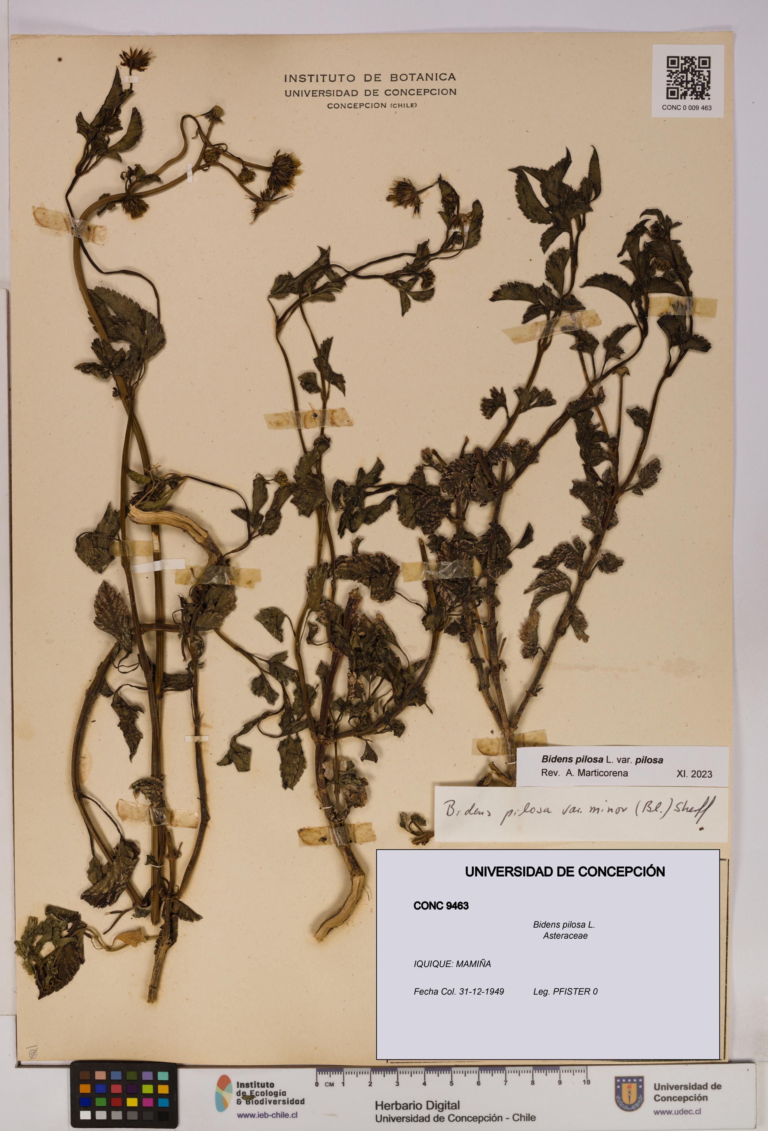Bidens pilosa [Espécimen: UDEC:CONC:0009463]