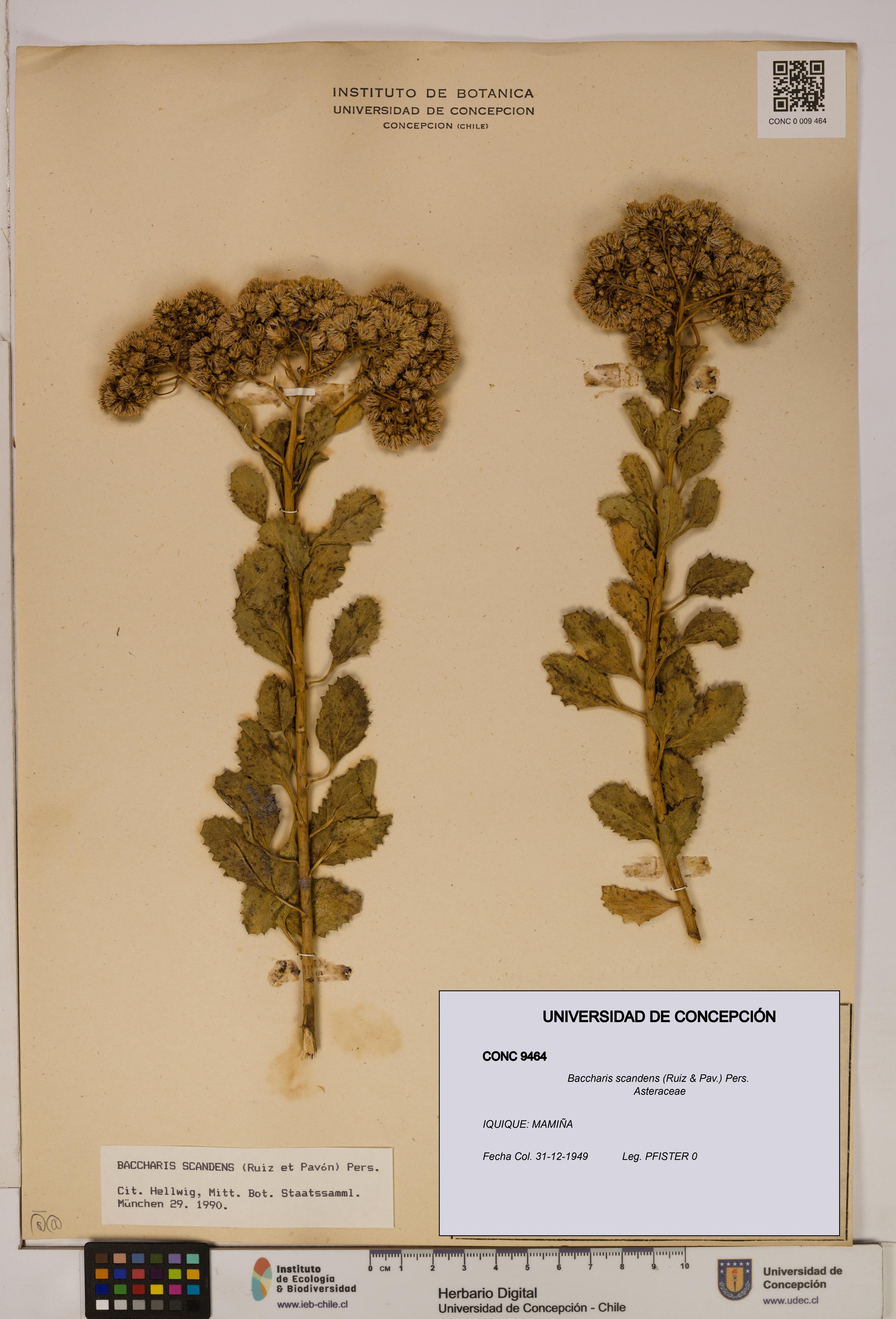 Baccharis scandens [Espécimen: UDEC:CONC:0009464]