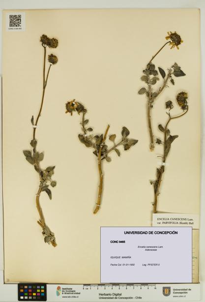 Encelia canescens [Espécimen: UDEC:CONC:0009465]