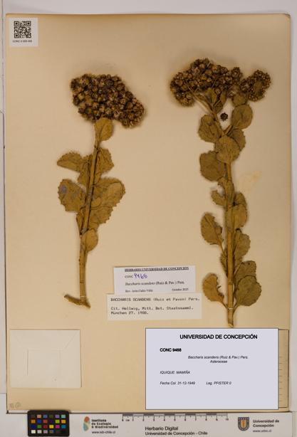 Baccharis scandens [Espécimen: UDEC:CONC:0009468]