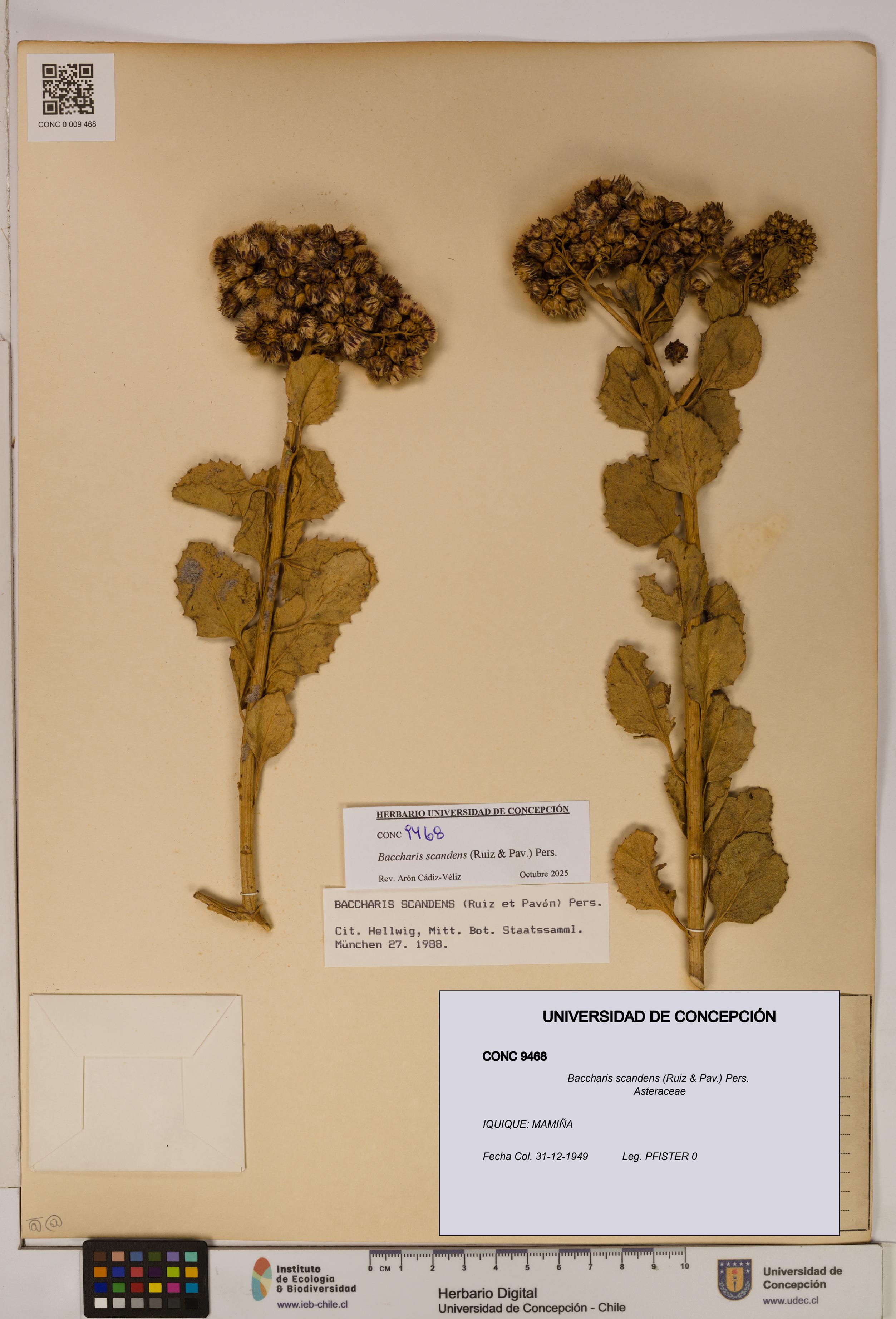 Baccharis scandens [Espécimen: UDEC:CONC:0009468]