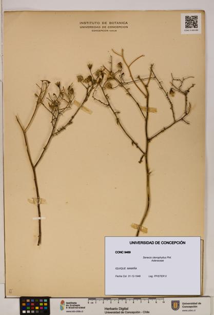 Senecio ctenophyllus [Espécimen: UDEC:CONC:0009469]