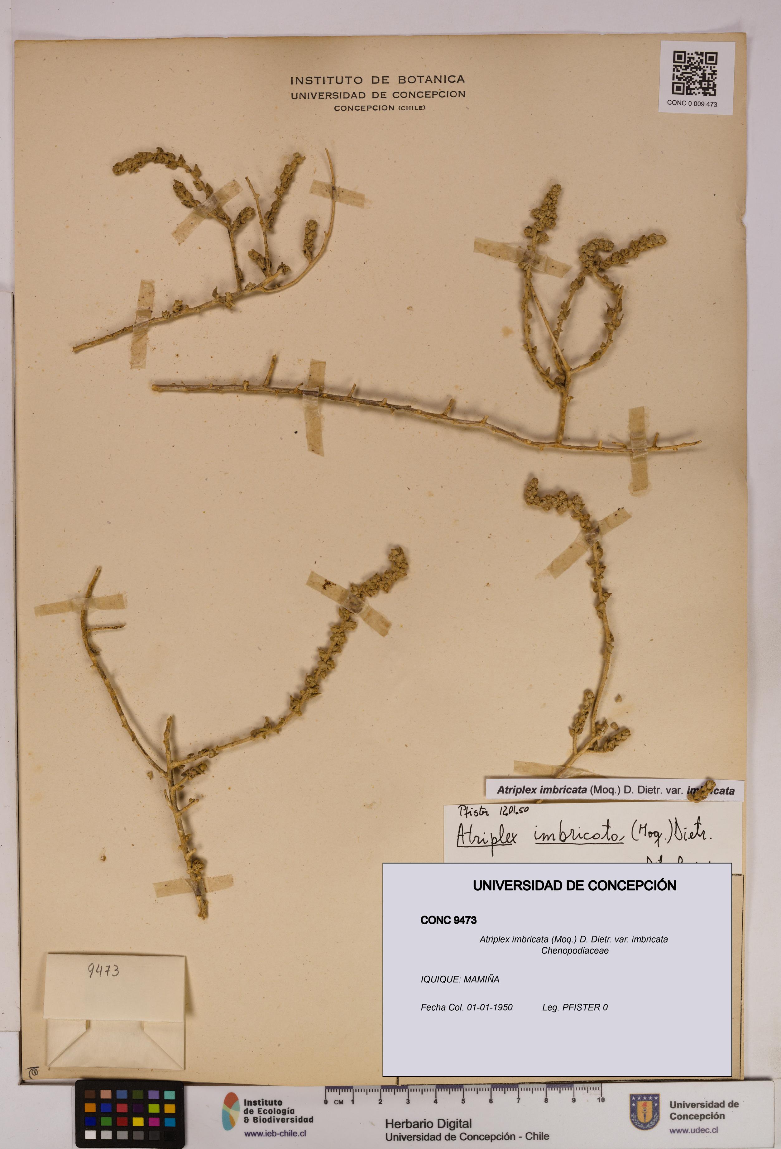 Atriplex imbricata [Espécimen: UDEC:CONC:0009473]