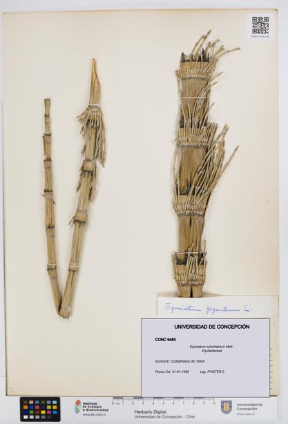 Equisetum xylochaetum [Espécimen: UDEC:CONC:0009480]