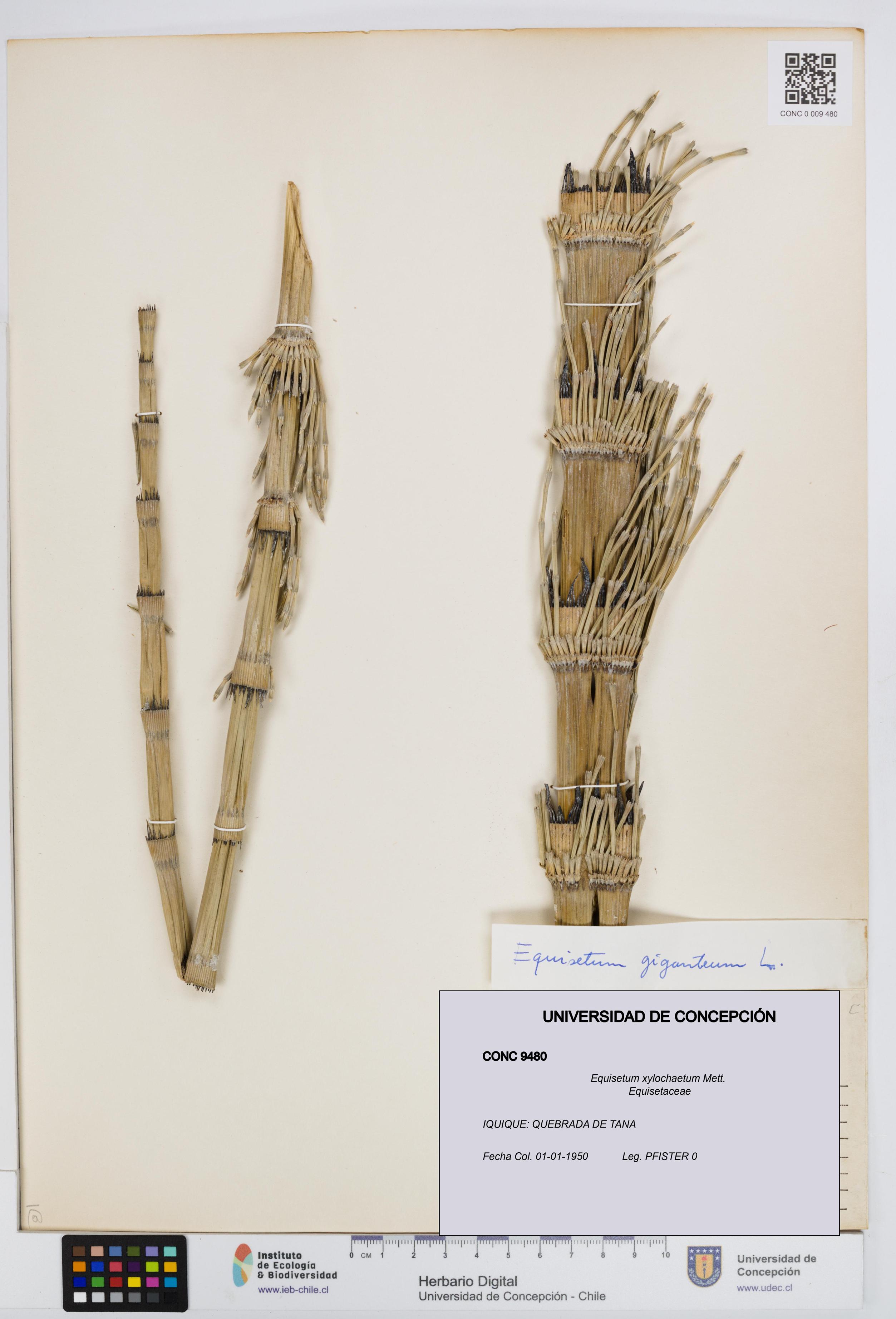 Equisetum xylochaetum [Espécimen: UDEC:CONC:0009480]
