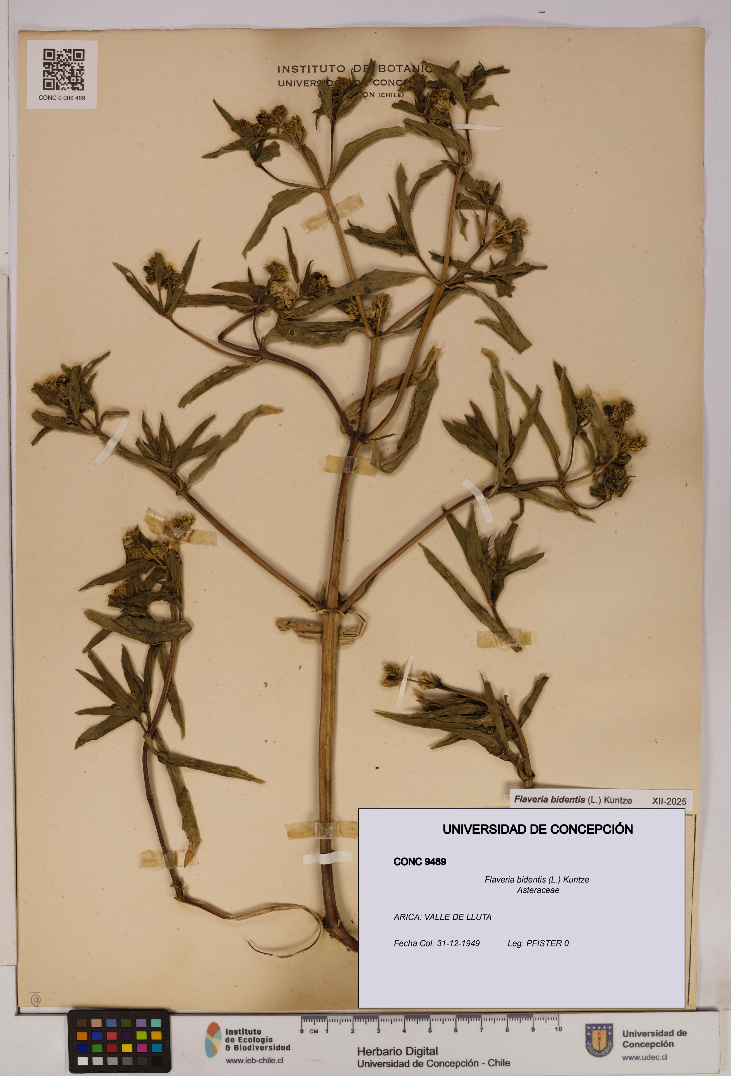 Flaveria bidentis [Espécimen: UDEC:CONC:0009489]