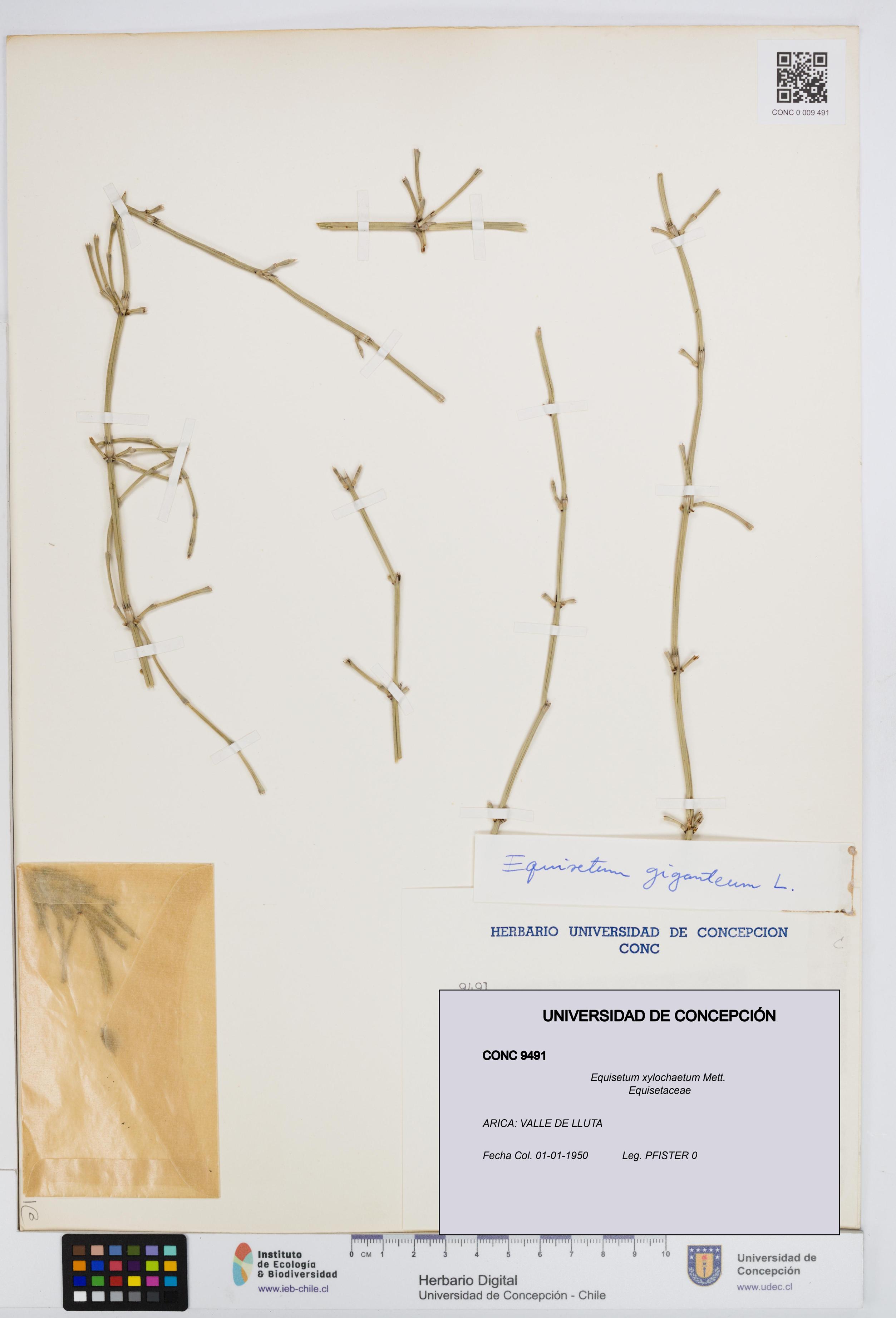 Equisetum xylochaetum [Espécimen: UDEC:CONC:0009491]