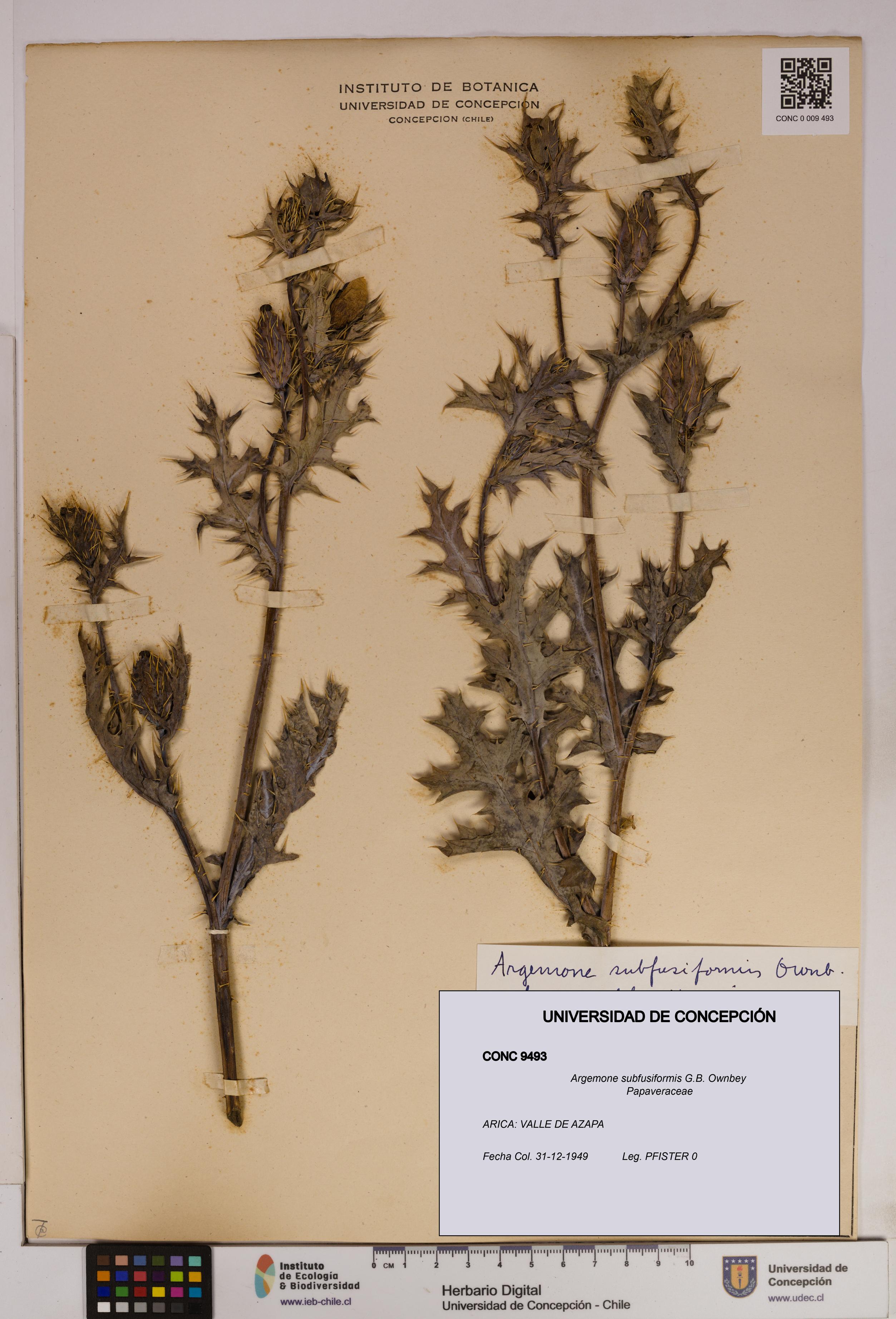 Argemone subfusiformis [Espécimen: UDEC:CONC:0009493]