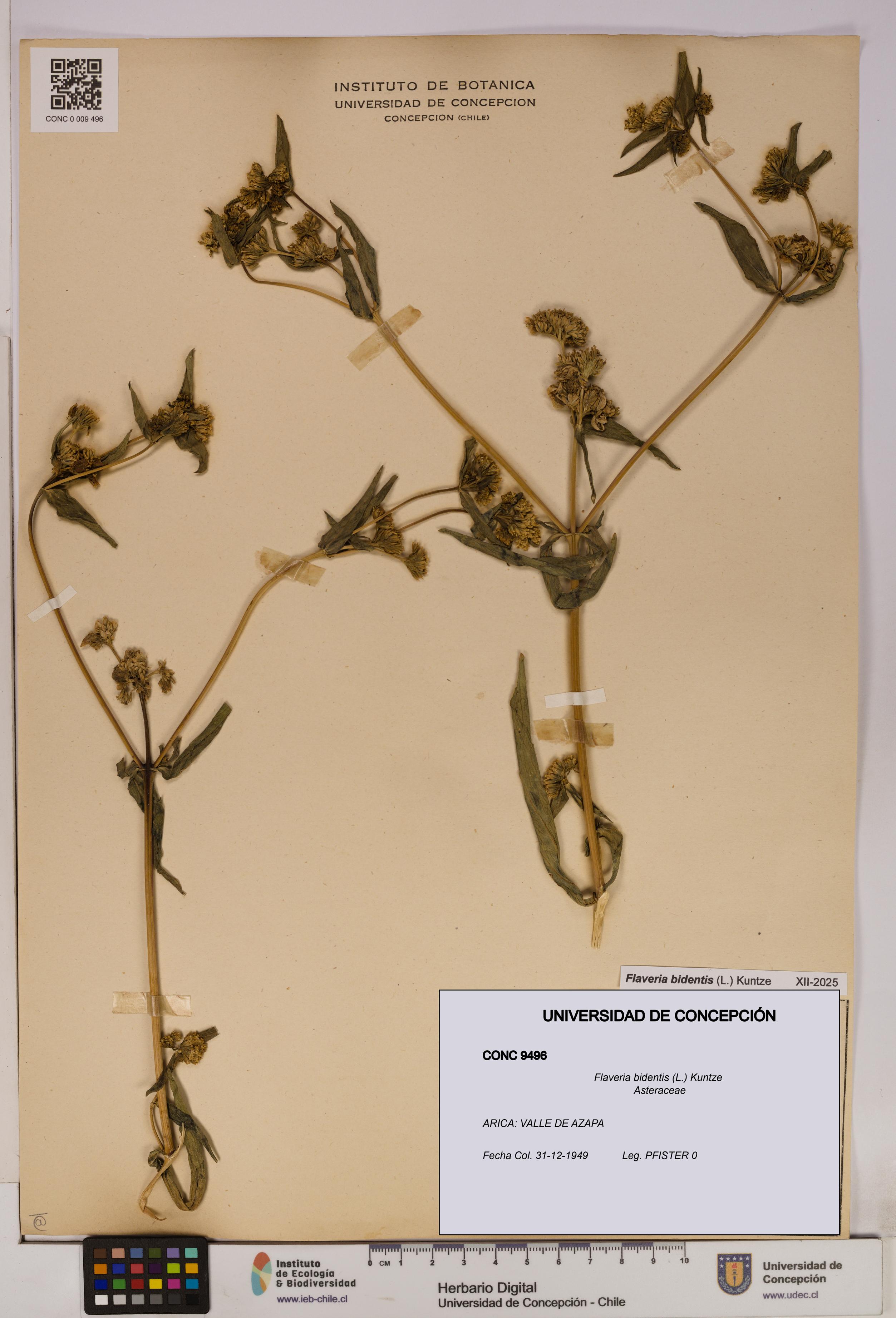 Flaveria bidentis [Espécimen: UDEC:CONC:0009496]