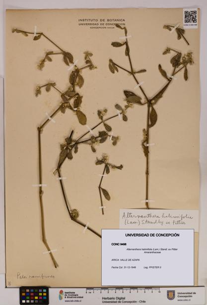 Alternanthera halimifolia [Espécimen: UDEC:CONC:0009498]