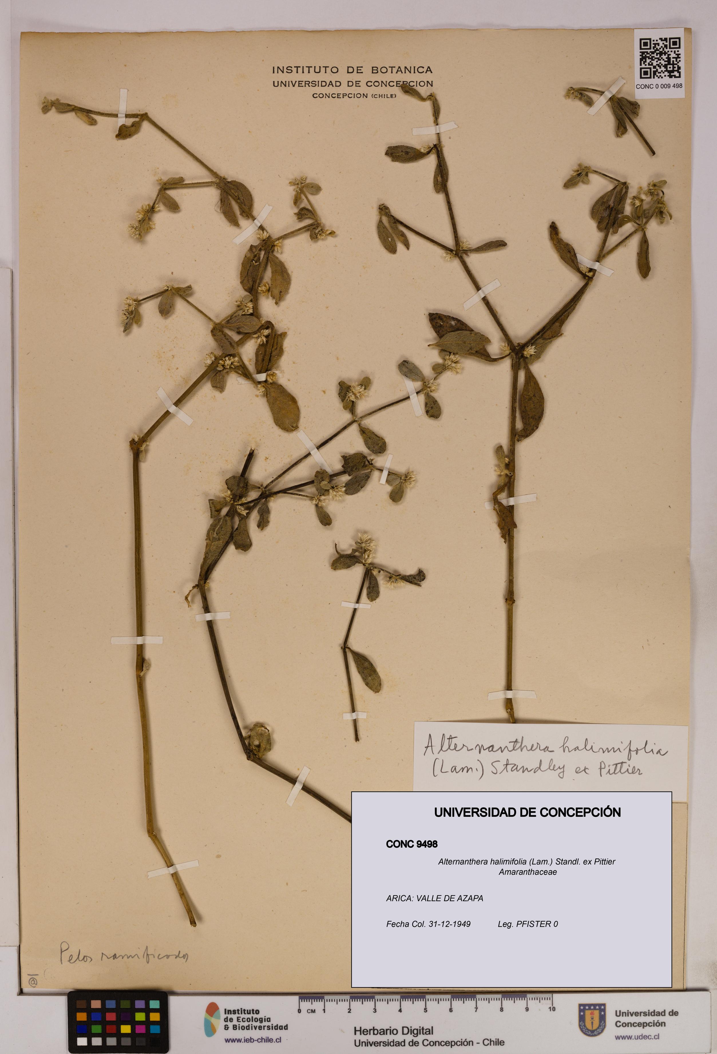 Alternanthera halimifolia [Espécimen: UDEC:CONC:0009498]