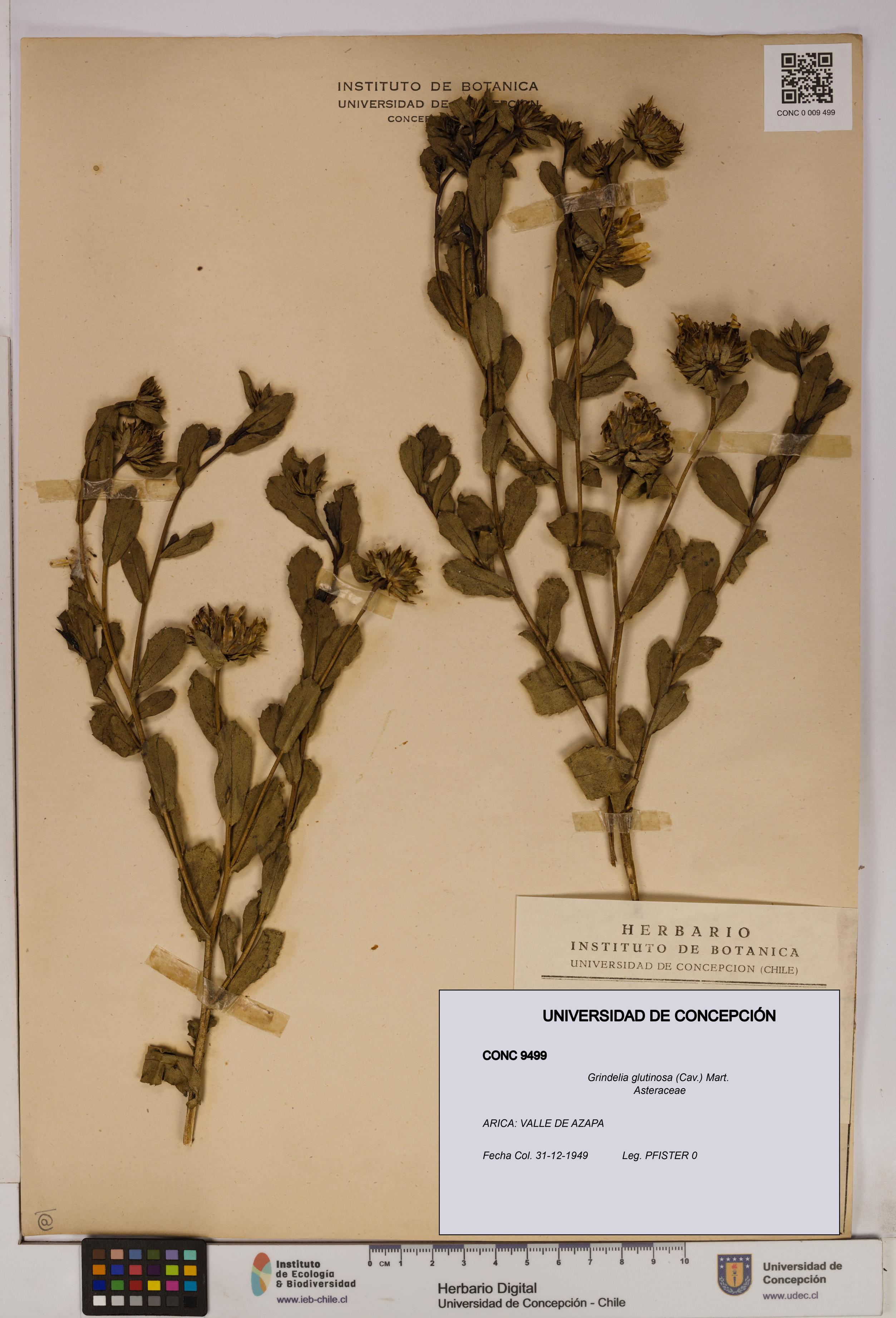 Grindelia glutinosa [Espécimen: UDEC:CONC:0009499]