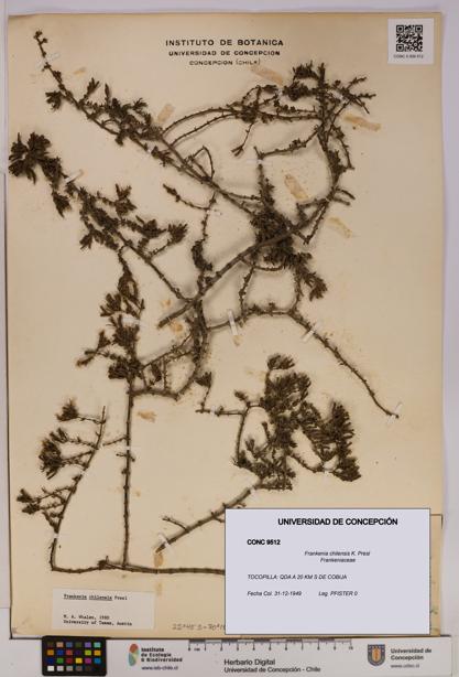 Frankenia chilensis [Espécimen: UDEC:CONC:0009512]