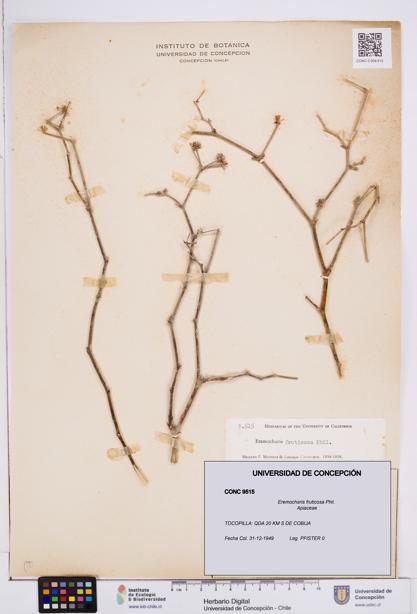 Eremocharis fruticosa [Espécimen: ]