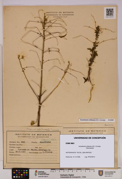 Incacleome chilensis [Espécimen: UDEC:CONC:0009521]
