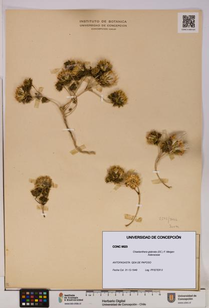 Chaetanthera glabrata [Espécimen: UDEC:CONC:0009523]