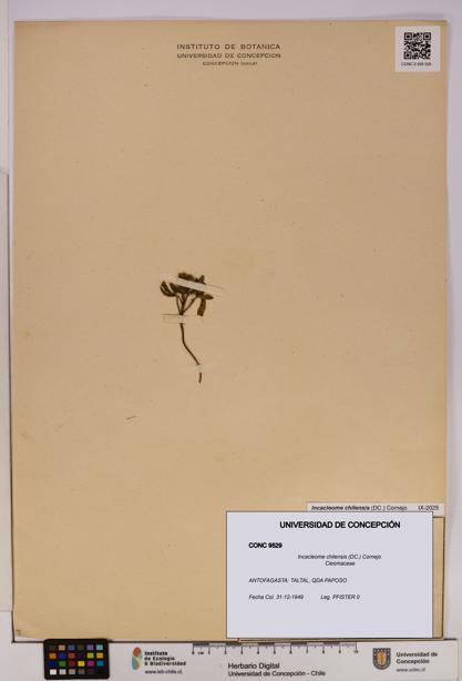 Incacleome chilensis [Espécimen: UDEC:CONC:0009529]