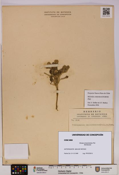 Silvaea amarantoides [Espécimen: UDEC:CONC:0009530]