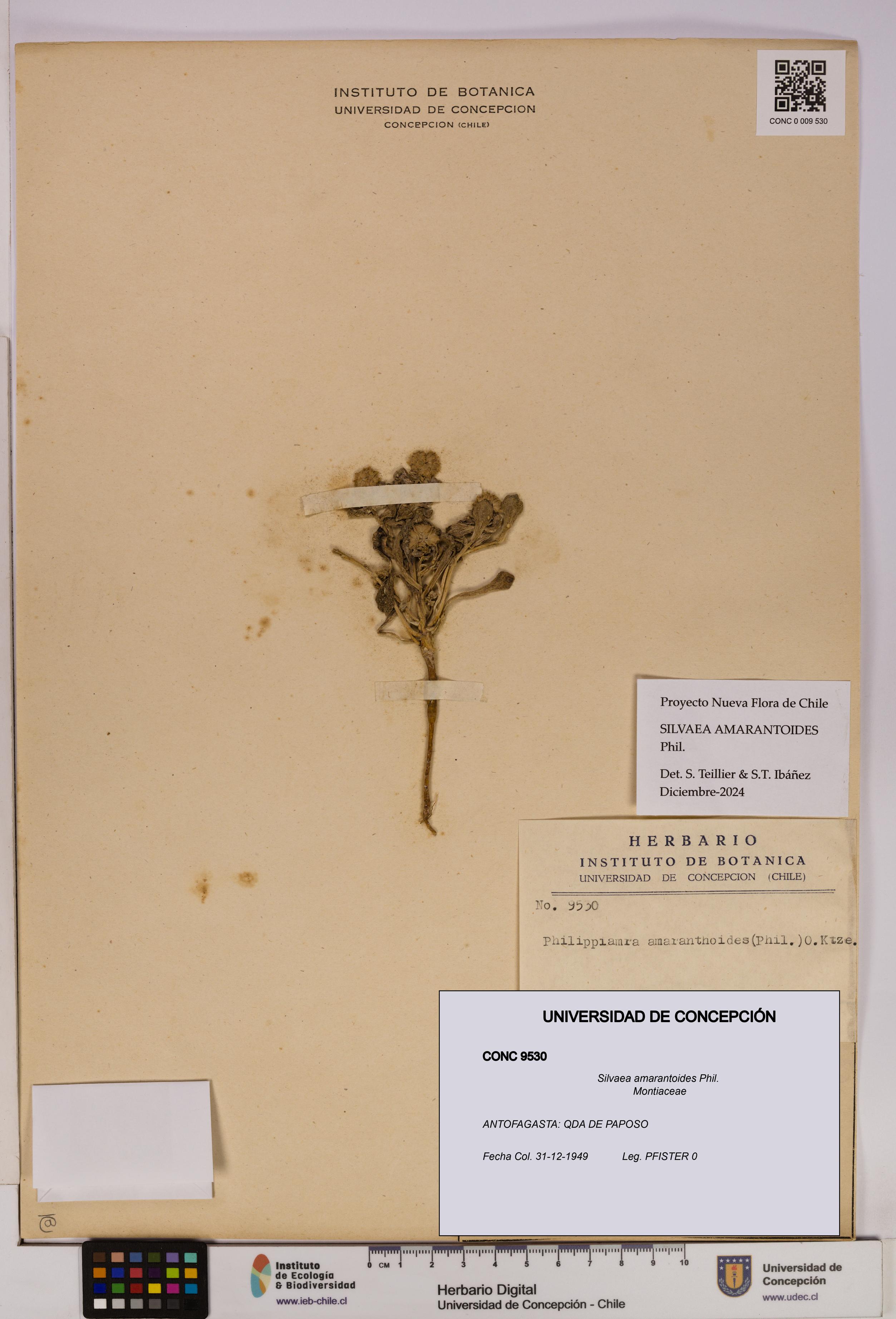 Silvaea amarantoides [Espécimen: UDEC:CONC:0009530]