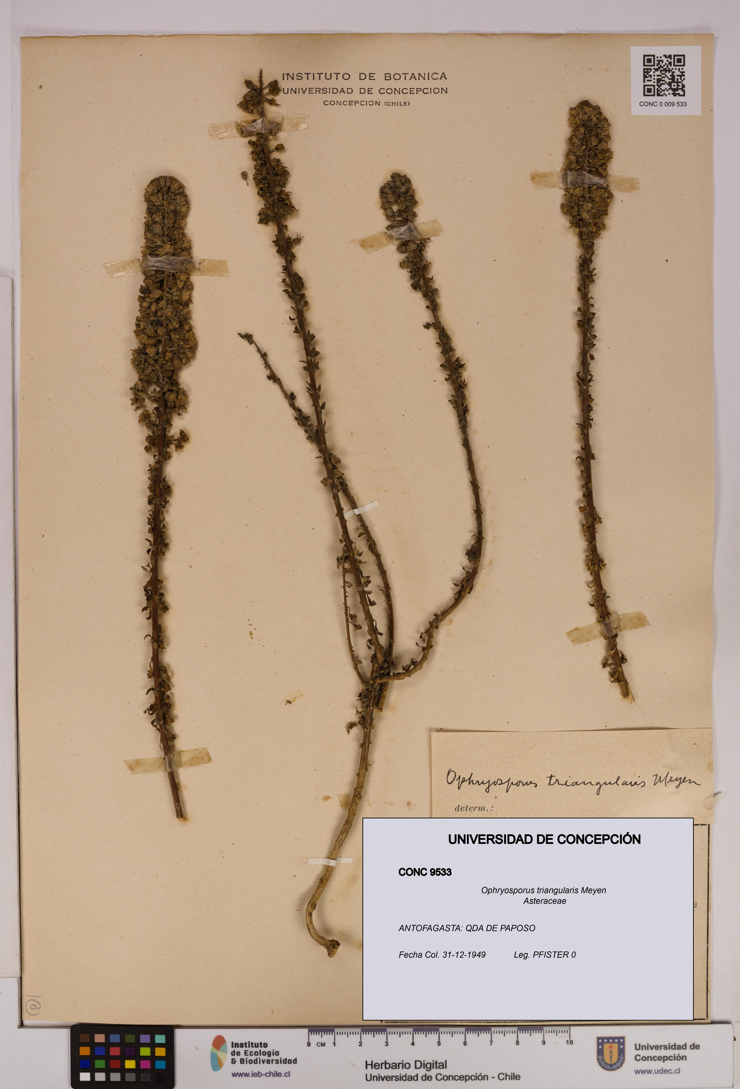 Ophryosporus triangularis [Espécimen: UDEC:CONC:0009533]