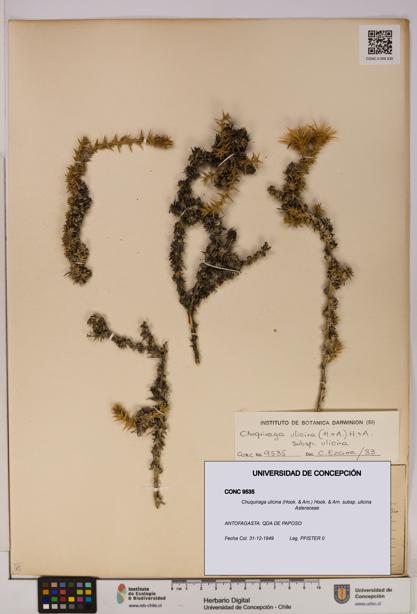 Chuquiraga ulicina subsp. ulicina [Espécimen: UDEC:CONC:0009535]