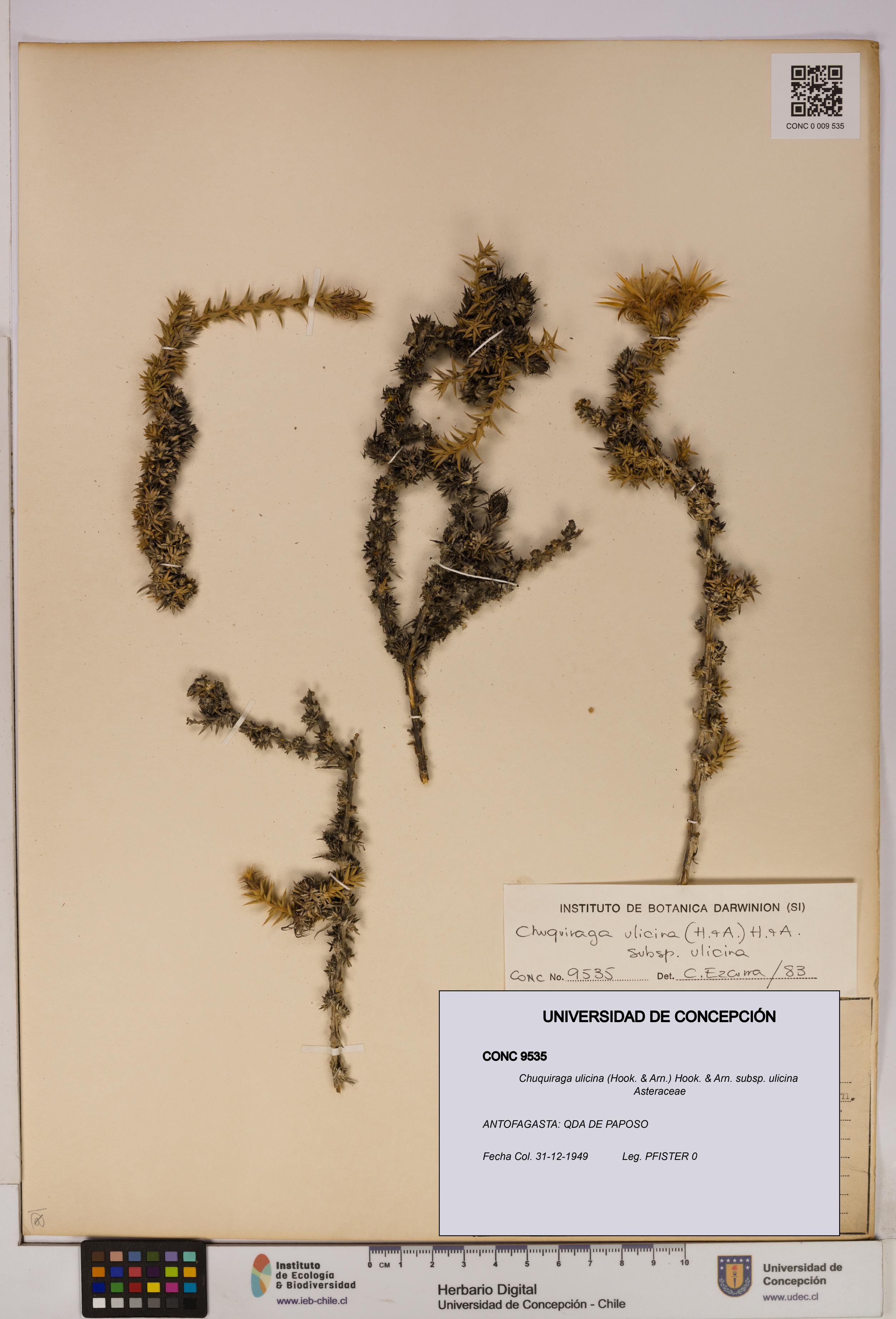 Chuquiraga ulicina subsp. ulicina [Espécimen: UDEC:CONC:0009535]