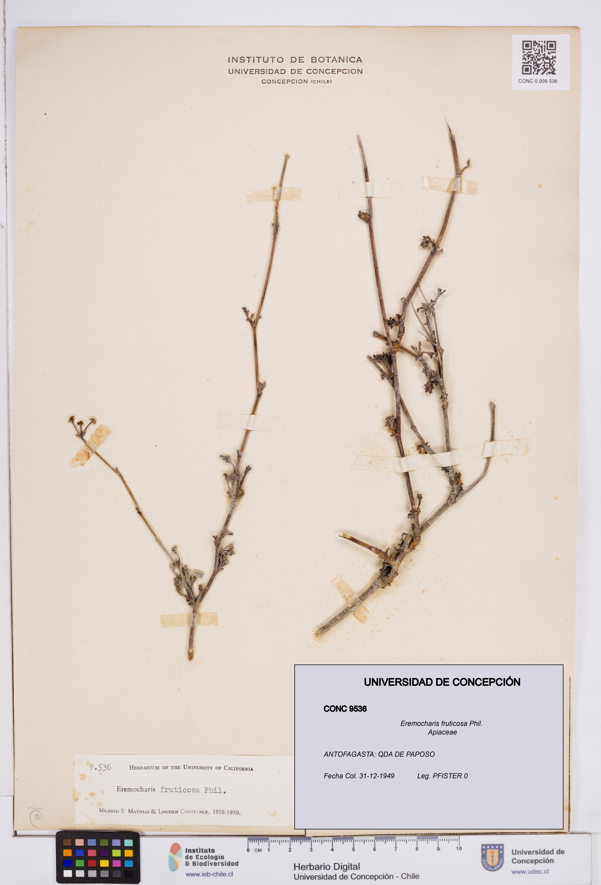 Eremocharis fruticosa [Espécimen: ]