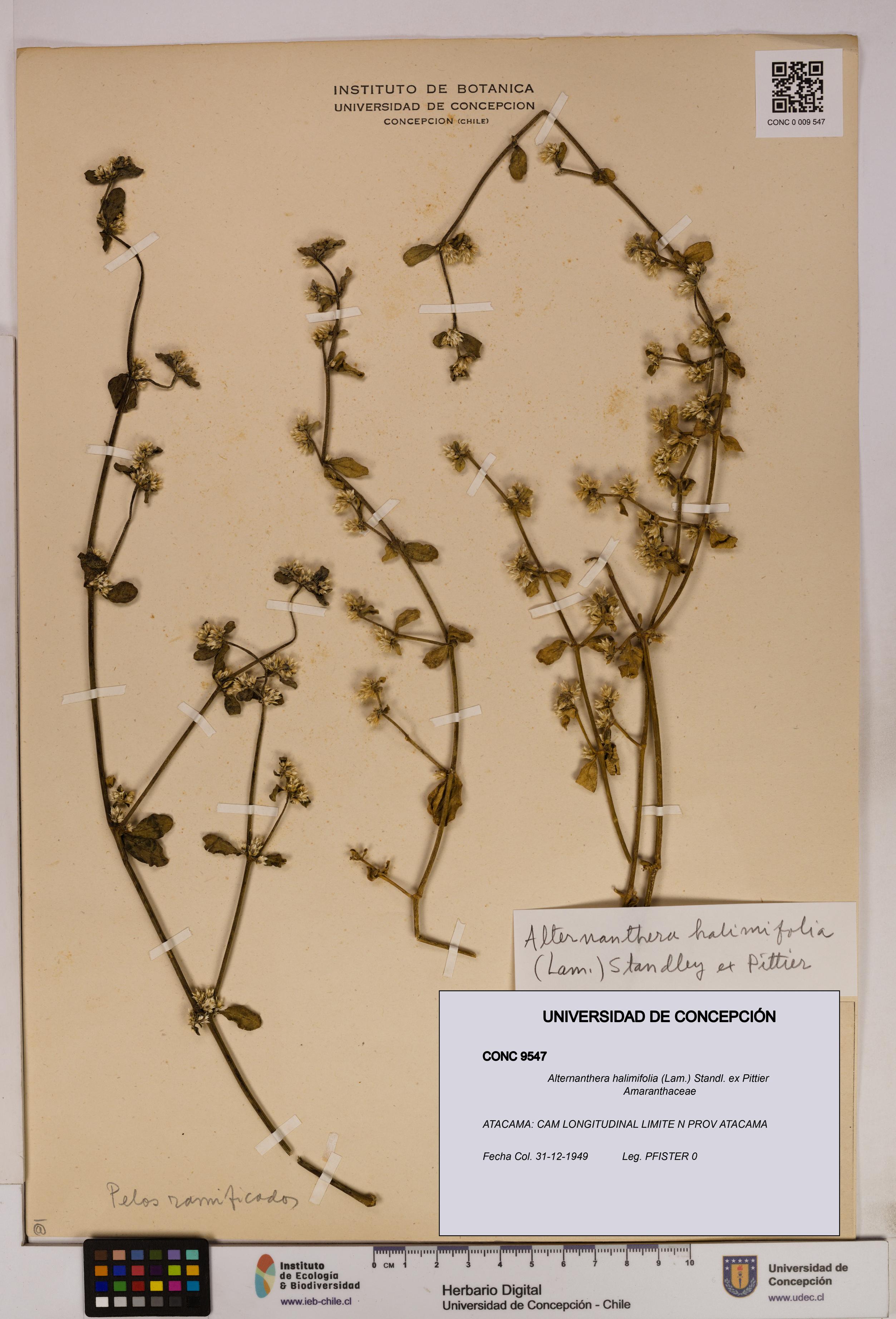 Alternanthera halimifolia [Espécimen: UDEC:CONC:0009547]