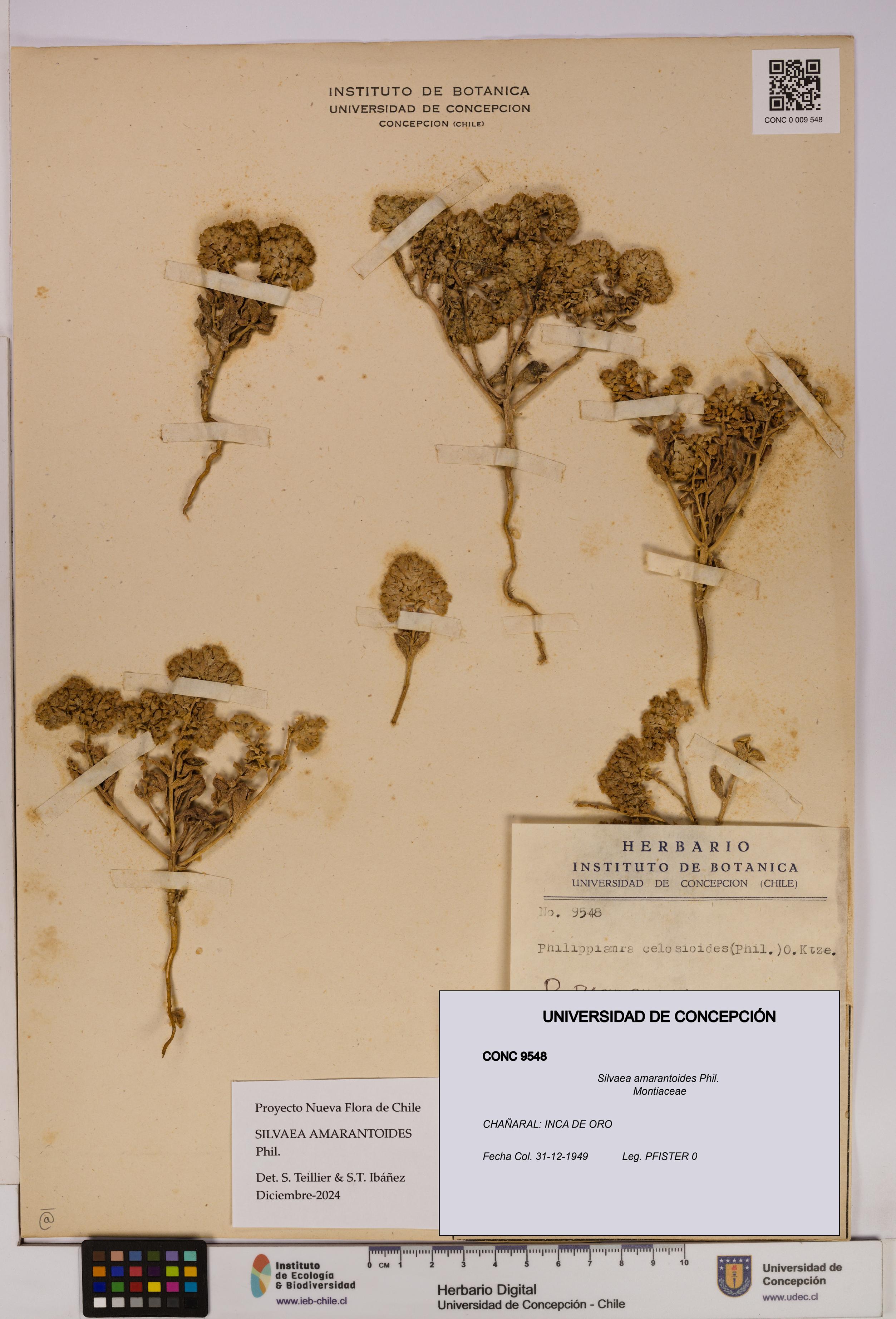 Silvaea amarantoides [Espécimen: UDEC:CONC:0009548]